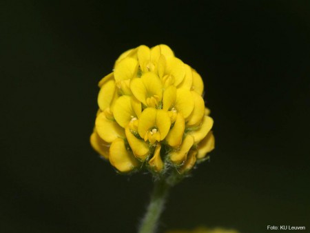 Foto 3: bloem
